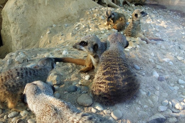 Gruppe junger Erdmännchen
