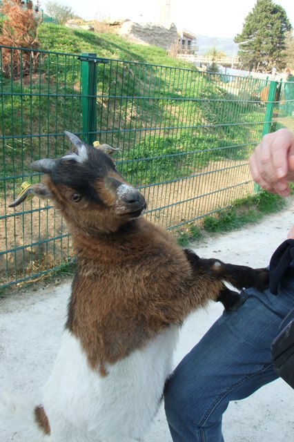 Freilaufende Ziege im Streichelzoo