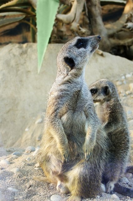 Aufmerksamer Beobachter