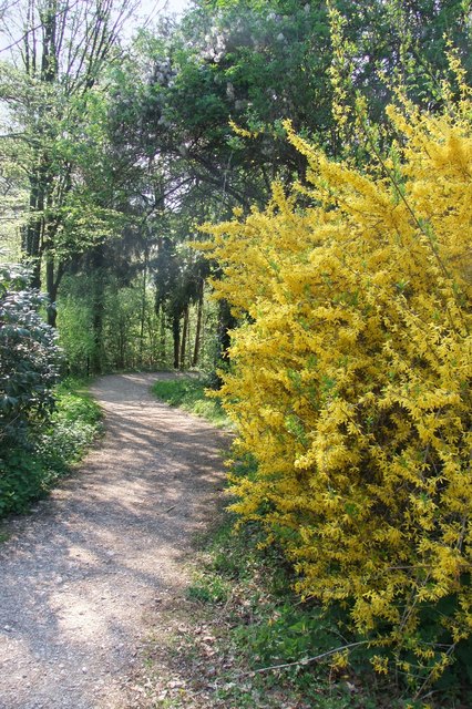 steiler Weg durch den Wald