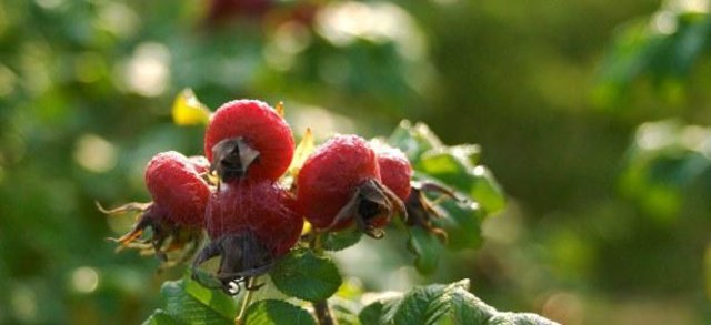 Natur im Garten (c) Alexander Haiden