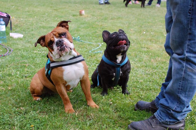 Foto: Wir fürs Tier