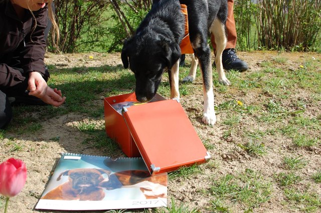 Foto: Wir fürs Tier