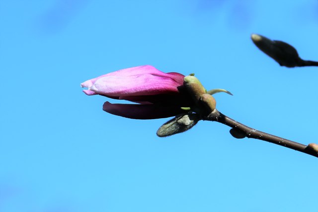 Magnolienknospe im April, Alpengarten, Belvedere, Wien, Ausflugsziel für die ganze Familie
