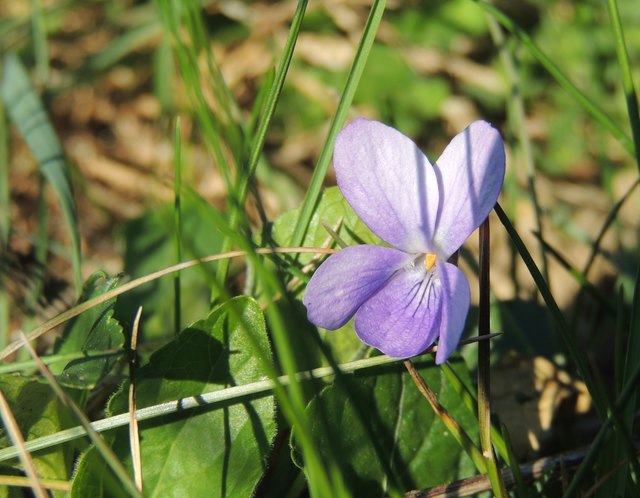 Kleine Sonnenanbeterin