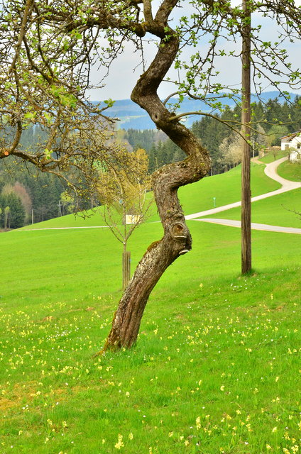 Dieser Obstbaum änderte in seinem Wachstum mehrfach die Richtung. Er orientierte sich offensichtlich nicht am nahestehenden Lichtmasten. Dieses Bild entstand am 15.4.2017 in der Gemeinde Rohrbach-Berg.