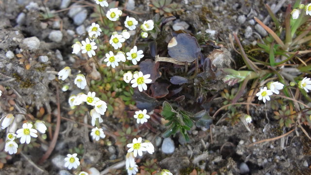 So winzig und dennoch schön.