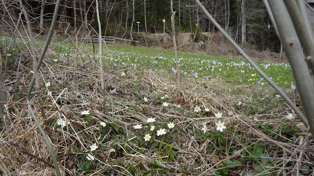 Ob sich nach den warmen Märztagen noch Buschwindröschen und Krokus finden lassen? Spannend!