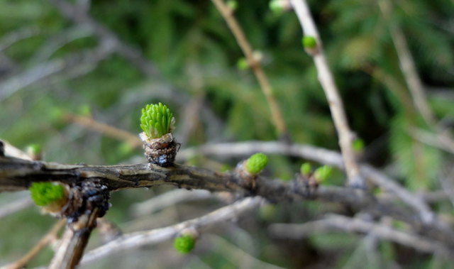 Die ersten Lärchenknospen
