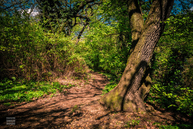 Laaer Wald - klein, aber wunderschön für einen Spaziergang!