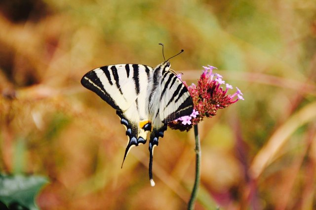 Fly,fly,butterfly
