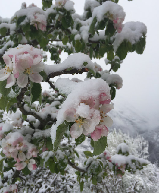 ...sind die Blüten unseres Apfelbaums nach dem Wintereinbruch.