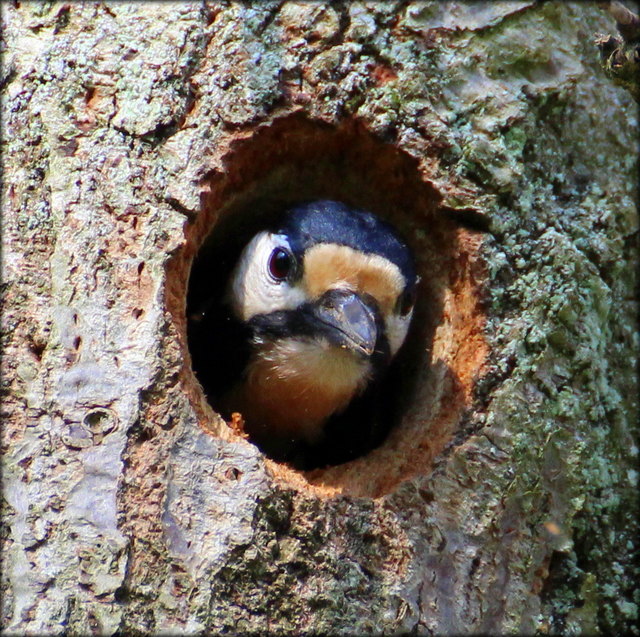 Buntspecht beim Hausbau