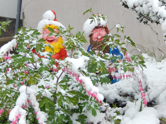 Die Gartenzwerge die sind sauer, wieder Kälte und Schneeschauer.
