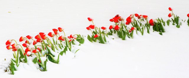 Tulpen im Schnee in Bad Vöslau