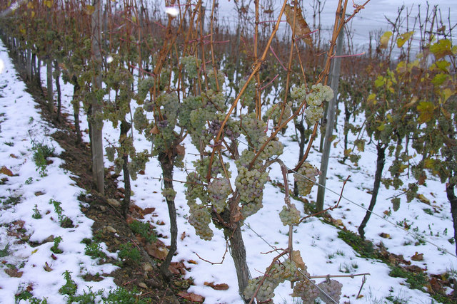 Zum Schutz vor Frost ist das Heizen oder Verbrennen von biologischem Heizmaterial, beispielsweise Stroh, zeitlich begrenzt erlaubt | Foto: Flickr