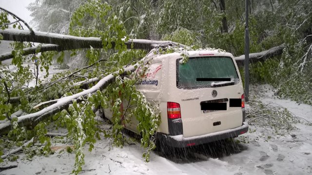 Das Firmenauto eines 56-Jährigen wurde von einem umstürzenden Baum getroffen. Er wurde leicht verletzt. | Foto: Berufsrettung Wien