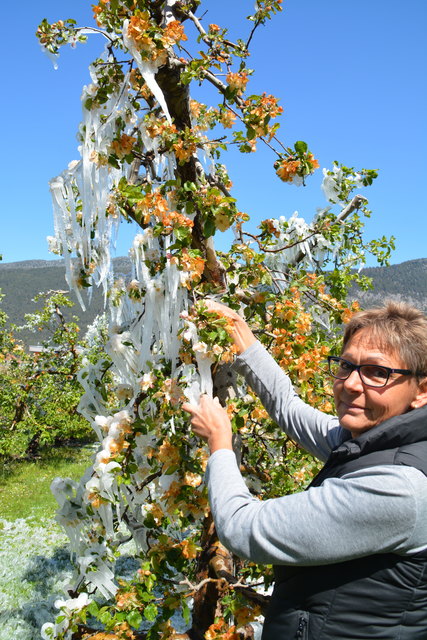 Doris Gassler aus Hatting prüft einige Blüten, ob sie Ertrag abwerfen.