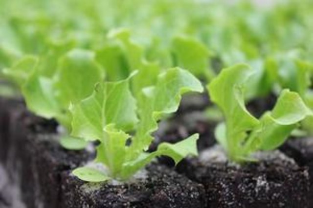 Die Bäuerinnen des Bezirkes laden herzlich zum Pflanzenmarkt ein. WO: IDUNA.GARTEN  Fam. Rogl  4533 Piberbach 21.    Neben allerlei Pflanzen erwarten Sie: Dekoratives für den Garten   Fürs leibliche Wohl: Bratwürstel,  Kaffee und Mehlspeisen