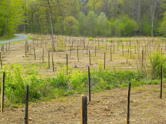 1.600 neue Bäume wurden in den letzten Monaten bei Großpetersdorf gepflanzt. | Foto: Kristina Goger