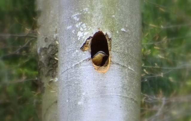 Wochenlang hat der Schwarzspecht an dieser Höhle gearbeitet. Kaum ist er nicht Daheim, ist die Immobilie zur Besichtigung freigegeben... Ob das Ärger gibt, wenn der Kleiber den Eingang "zukleibert"??