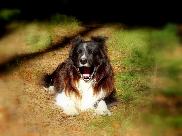 ... zum Todlachen...