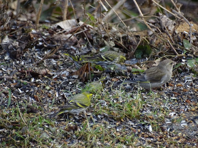 Wie viele Zeisige sind zu sehen?