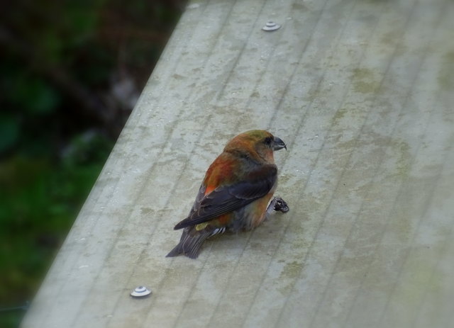 Glück gehabt! Nach dem Anprall an meiner Fensterscheibe habe ich ihn aufgelesen und in Sicherheit gebracht. Eine halbe Stunde hat er benötigt, um sich zu erholen. Dann ist er dem ständigen Ruf seiner Partnerin endlich gefolgt. Guten Flug!
