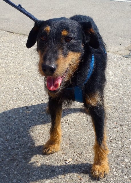 Der Ausreisser: Terrier „Hahn“
