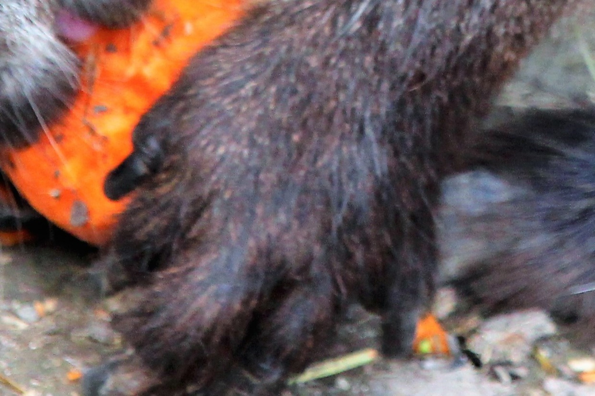 Rätsel Wem gehört diese Pfote (Tatze) Enns