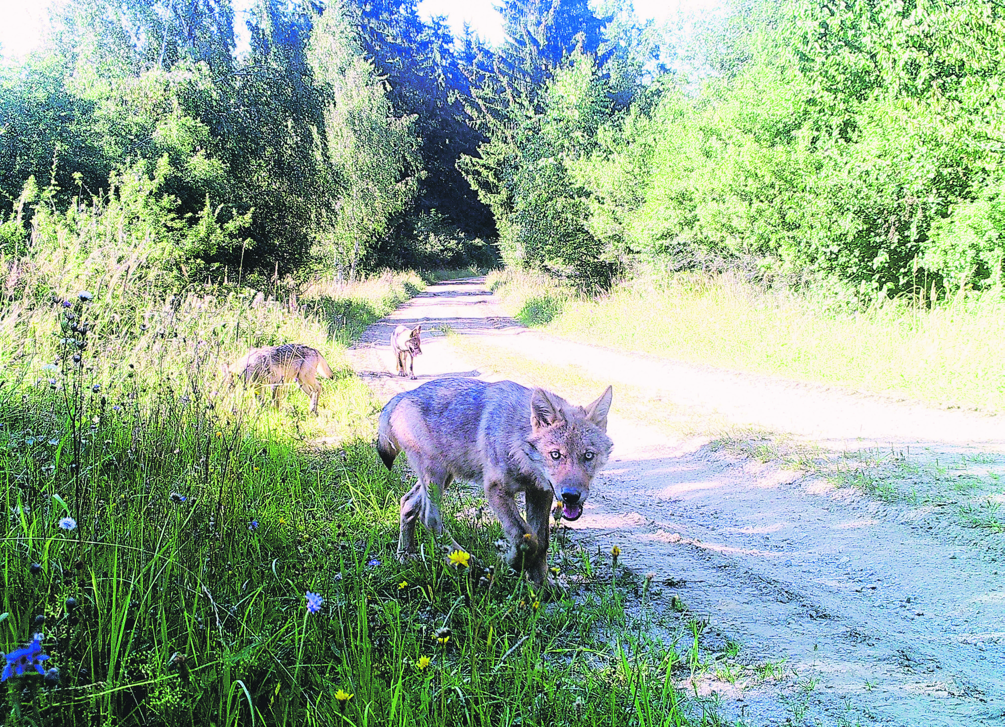 Partnersuche steyr land