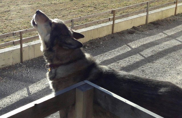 Hund Timo ist der treue Begleiter von Regionautin Annamarie Doblander. | Foto: Annamarie Doblander