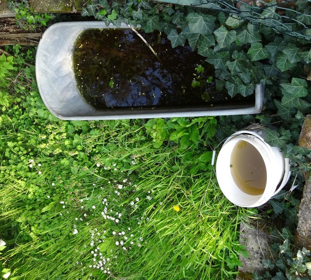 In kleinen Wasserstellen im Garten entwickeln sich Gelsenlarven. | Foto: Dieter Koch