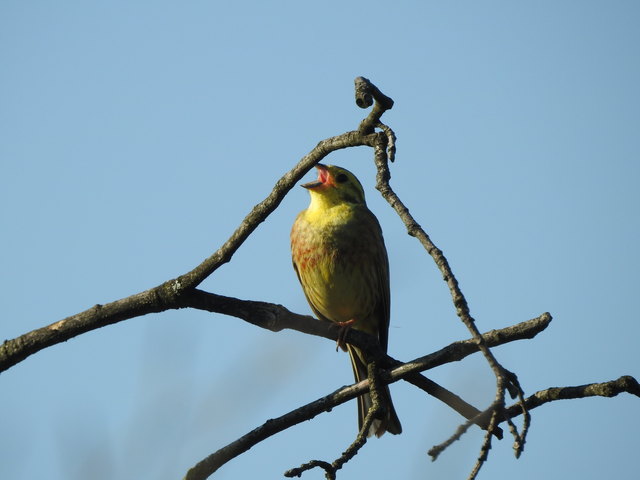 Goldammer gesichtet
