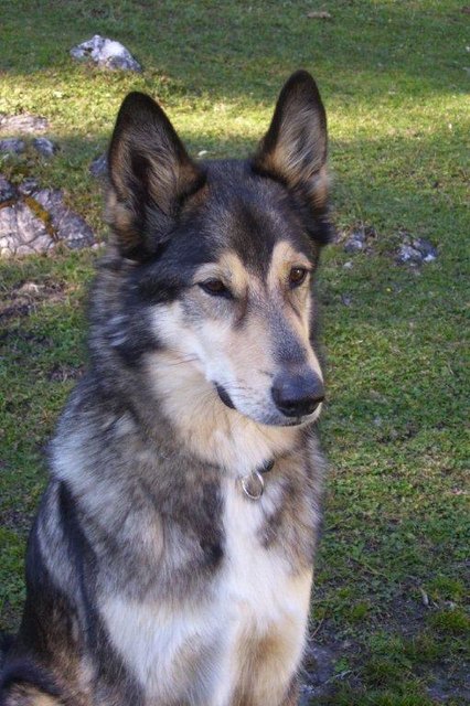 Hund Timo | Foto: Annamarie Doblander