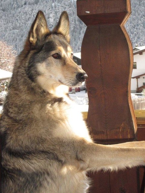 Hund Timo | Foto: Annamarie Doblander