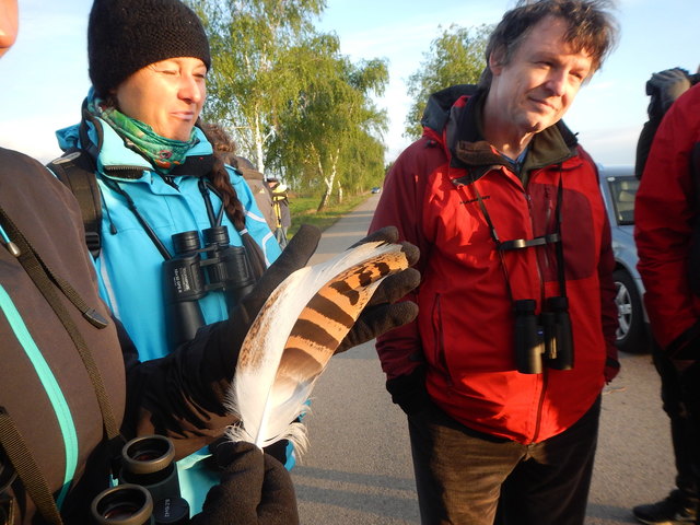 Feder einer Grosstrappe