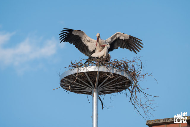 Sein brandneues Sommerquartier hat das Jennersdorfer Storchenpaar bezogen. Nun nistet es auf dem Dach der "Arche", nachdem die frühere Heimstatt, der Burgenlandhof, umgebaut wird und das Nest verlegt werden musste. | Foto: jdf-events.at