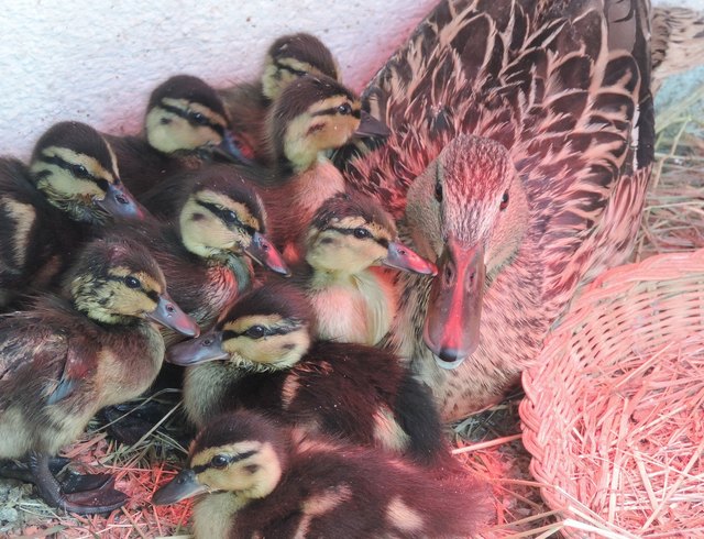 Derzeit erholen sich die kleinen Enten in der Eulen- und Greifvogelstation Haringsee. | Foto: Vier Pfoten