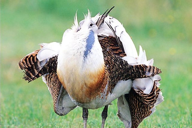 Grosstrappenmännchen in der Balz http://birdexperience.org/program-2017/