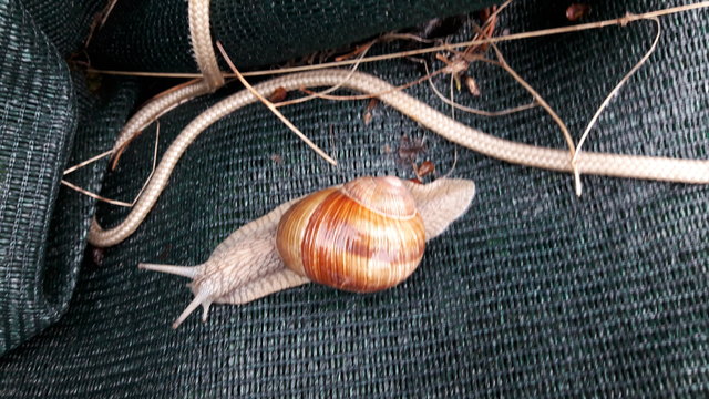 Der Regen ist wichtig. Dennoch trübt er. Diese Schnecke genießt dies allerdings sehr. Sie entfaltet ihre ganze Schönheit.