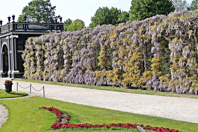 Diese Laube verströmte einen betörenden Duft in Schönbrunn