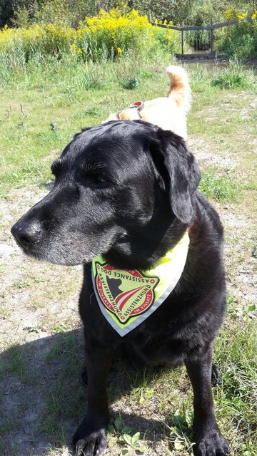 Staatlich zertifizierter Assistenzhund mit offiziellem Logo