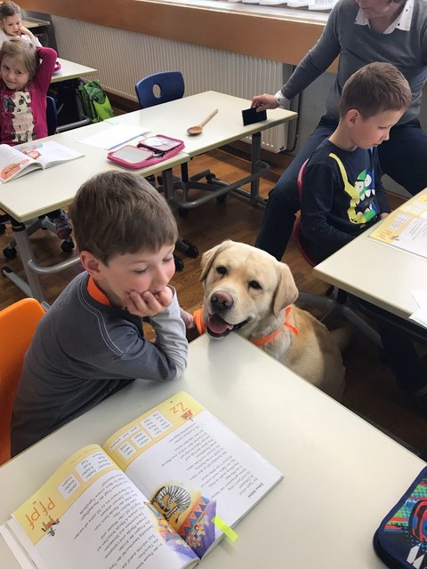 Schulhund - Thema auf meinbezirk.at
