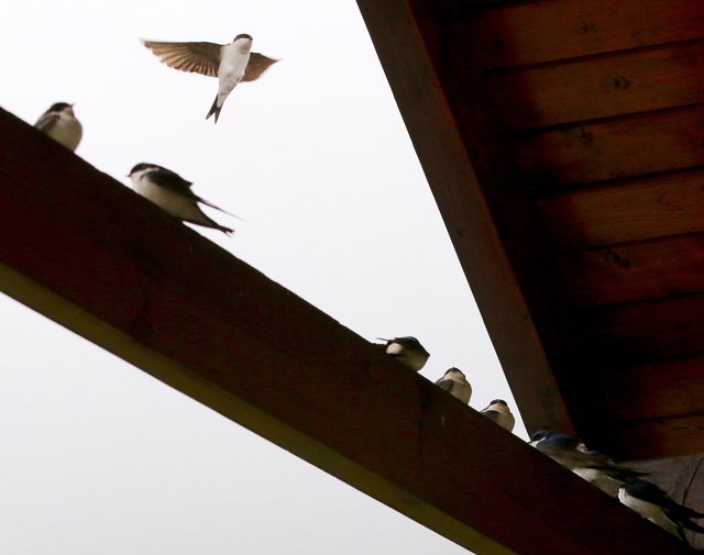 den gestrigen Tag lang, so ging es hin und her, rauf und runter mit den Schwalben so an die 40 an der Zahl. Bis sie am Abend zur Schwarza flogen, zum Mücken fangen...