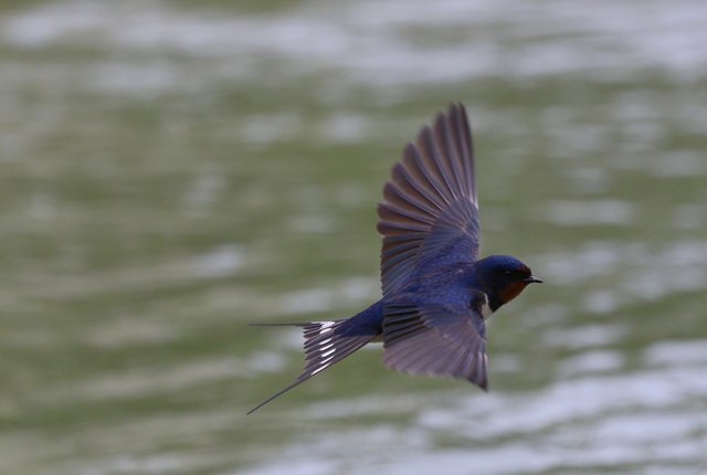 und sie jagen den Mücken nach, die schnellen Flieger.
