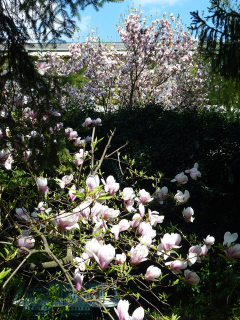Frühlingsgruß aus Liesing