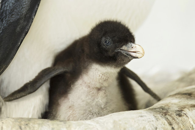 Entzückend: Elf Küken gibt es bei den Felsenpinguinen im Tiergarten Schönbrunn. | Foto: Daniel Zupanc