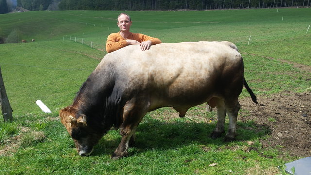 Alois Kiegerl ist stolz auf seinen  Murbodnerstier "Heri". | Foto: KK