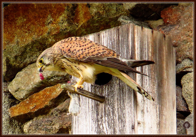Die Falkin hat sich eine Maus gekrallt.....